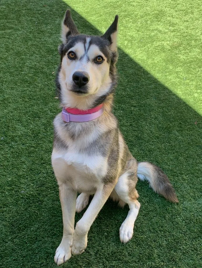 Urgent! Save Me Please! thumbnail 3