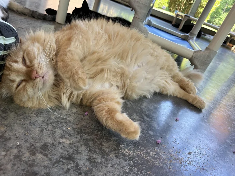 Marmalade thumbnail 2