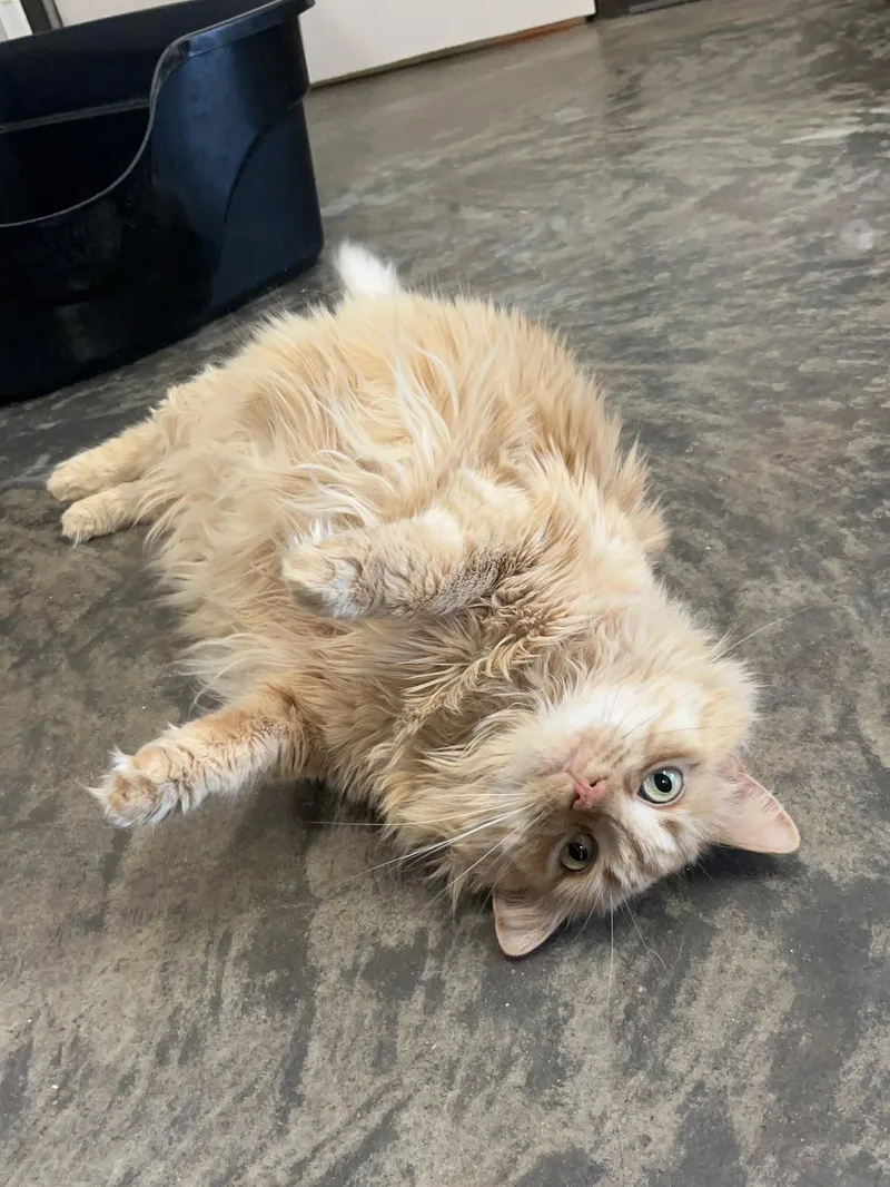 Marmalade thumbnail 3