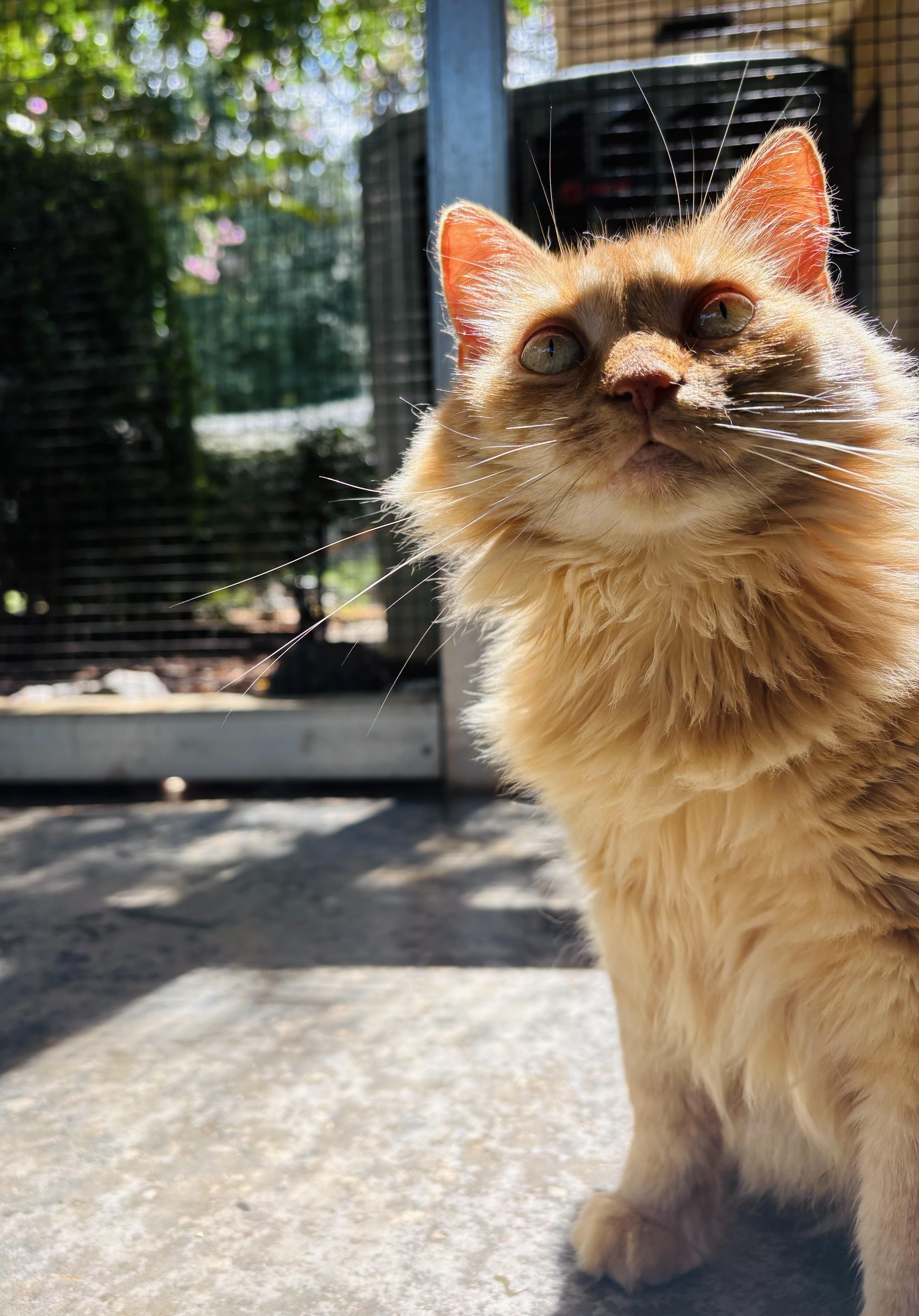 Marmalade thumbnail 6