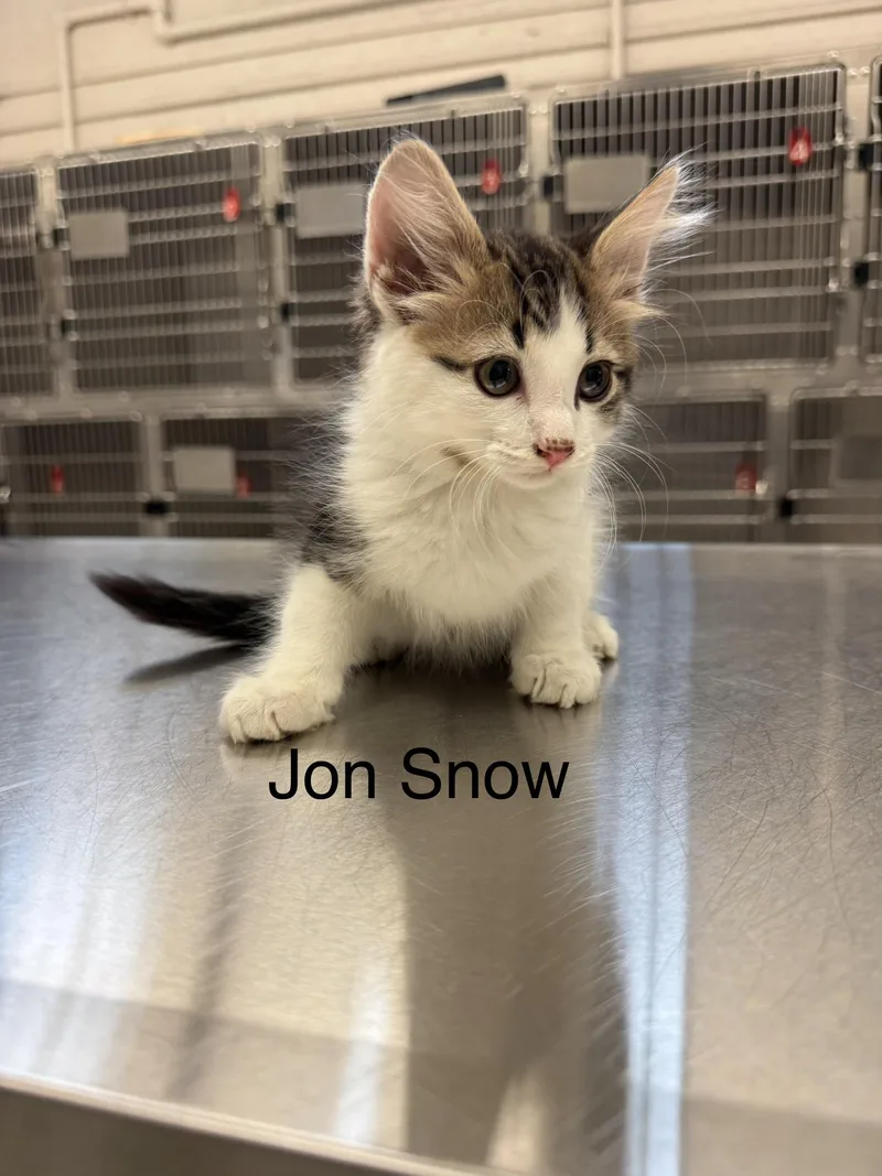 A baby small-sized male Domestic Long Hair cat named Jon Snow for adoption in Grand Rapids, MI