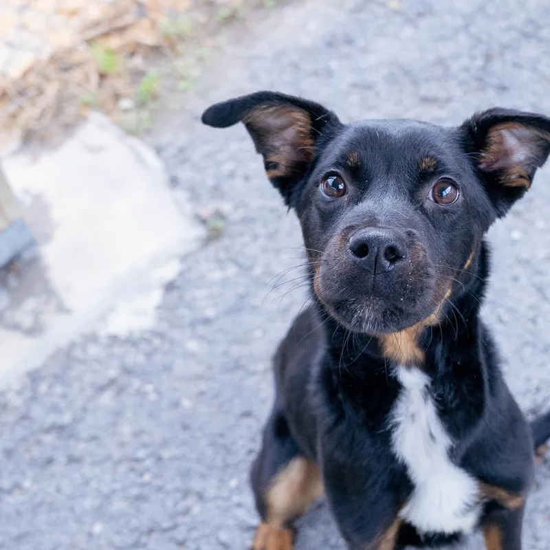 Brittany Cs thumbnail 2