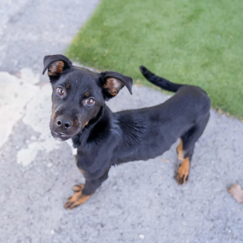 Brittany Cs thumbnail 3