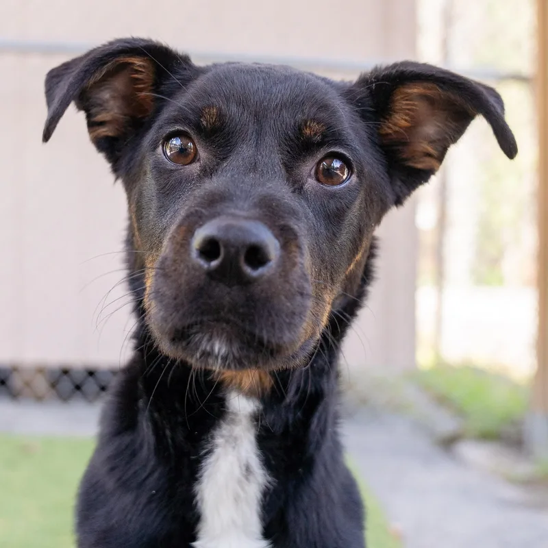 A young medium-sized female Black Spaniel dog named Brittany Cs for adoption in Columbia, MD