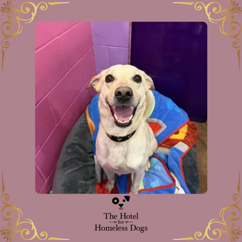 An adult medium-sized female White / Cream Labrador Retriever dog named Sheena for adoption in Cumberland, RI