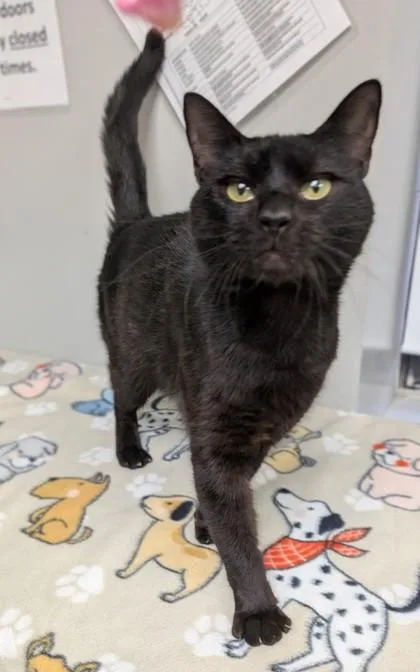An adult medium-sized male Domestic Short Hair cat named Vinny for adoption in Taylorsville, NC