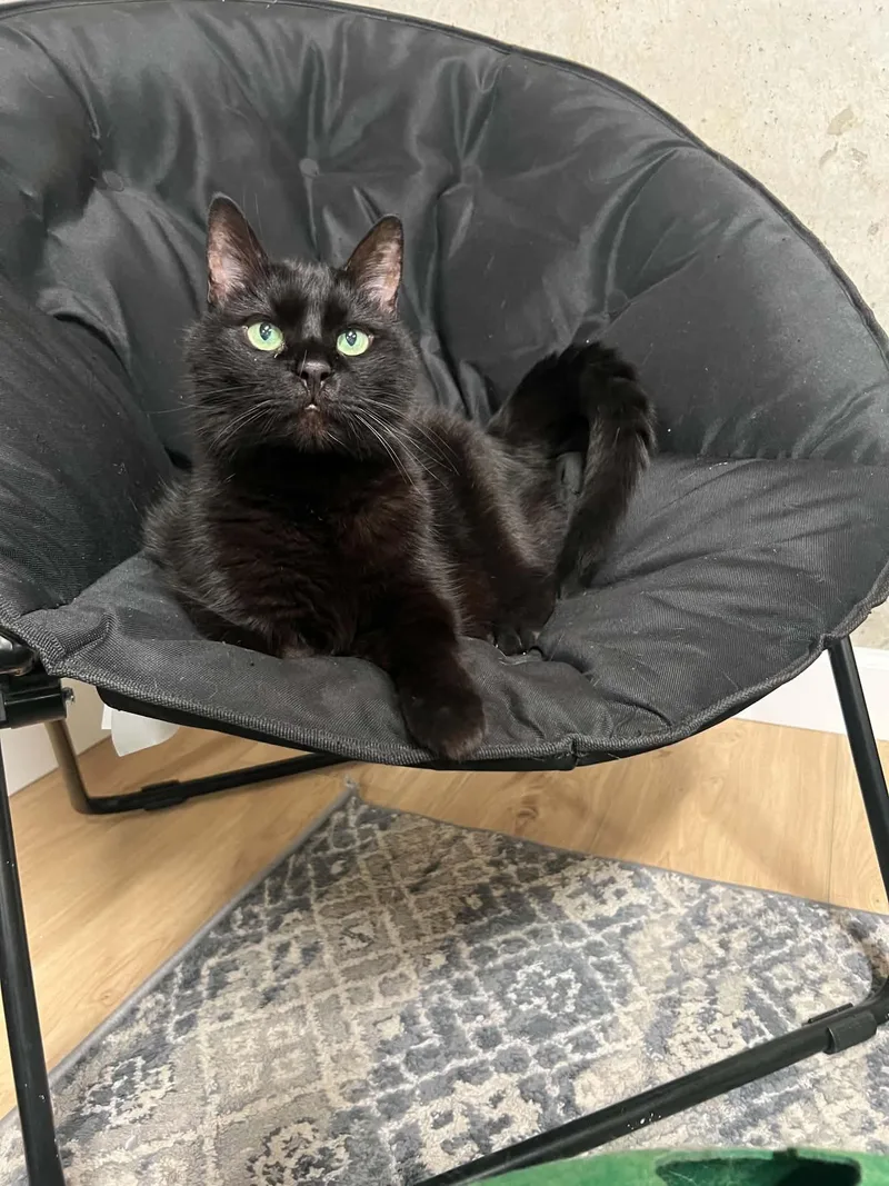 A senior medium-sized male Domestic Short Hair cat named Diesel and Dinger for adoption in West Lafayette, IN