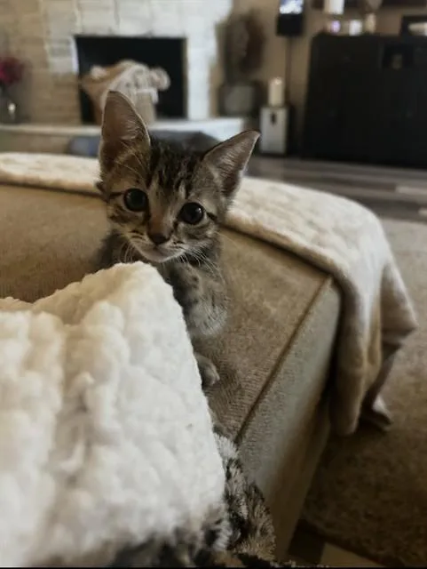 A baby small-sized male Domestic Short Hair cat named A for adoption in Pasadena, TX