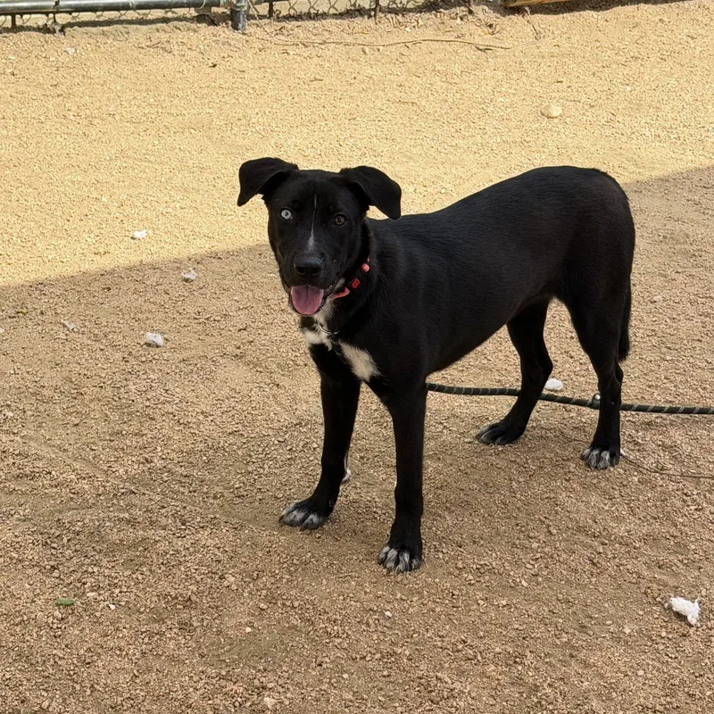 An adult medium-sized female Mixed Breed dog named Girlie Pop for adoption in Georgetown, TX