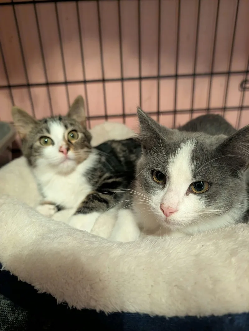 A baby medium-sized female Tabby (Brown / Chocolate) Domestic Short Hair cat named Soaky & Jo for adoption in Lincoln, NE