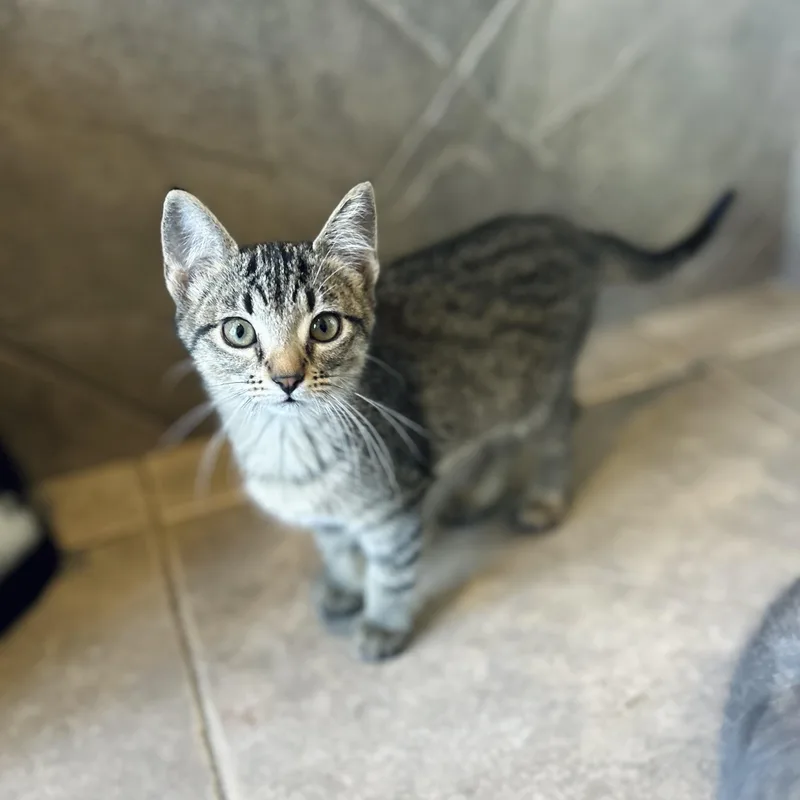 A baby small-sized female Tabby (Brown / Chocolate) American Shorthair cat named Jane for adoption in Seguin, TX
