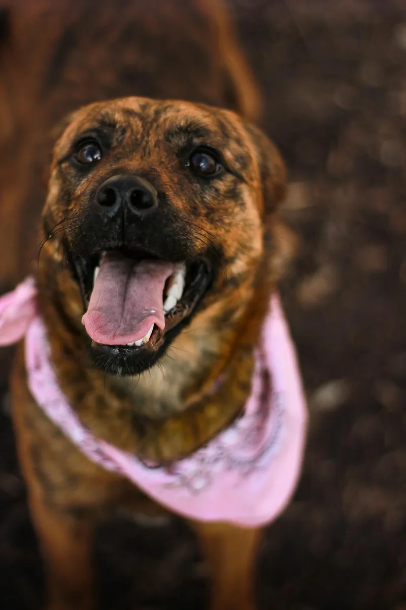 A young medium-sized female Brindle Pug dog named Astrid for adoption in Spencer, IN