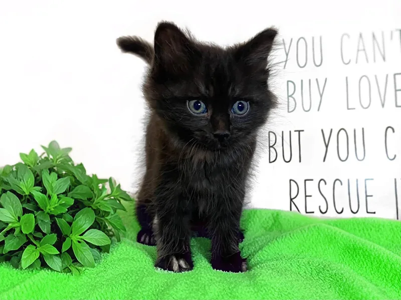 A baby medium-sized male Black Domestic Medium Hair cat named Sage for adoption in Graham, WA