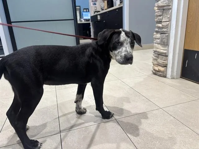 A baby small-sized female Australian Cattle Dog / Blue Heeler dog named Oreo for adoption in Garland, TX