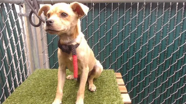 A baby medium-sized male Terrier dog named Matty for adoption in Downey, CA
