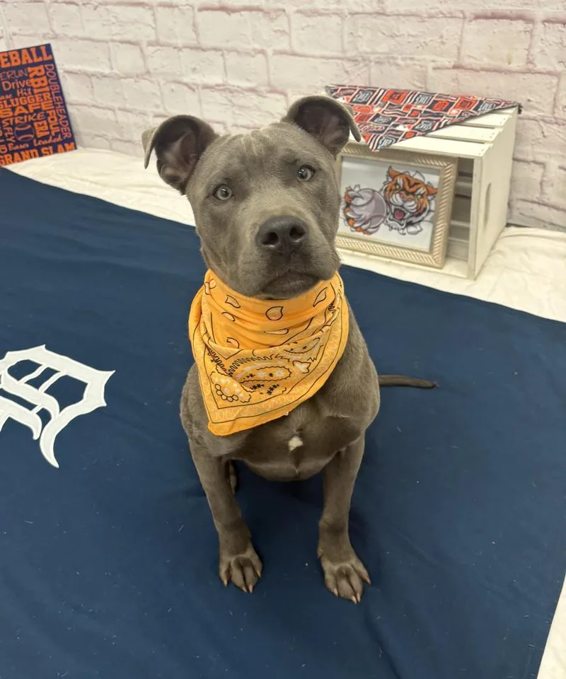A baby medium-sized male Mixed Breed dog named Figaro for adoption in Detroit, MI