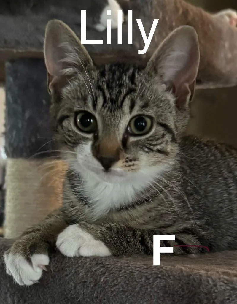 A baby small-sized female Domestic Short Hair cat named Lilly for adoption in Darien, GA