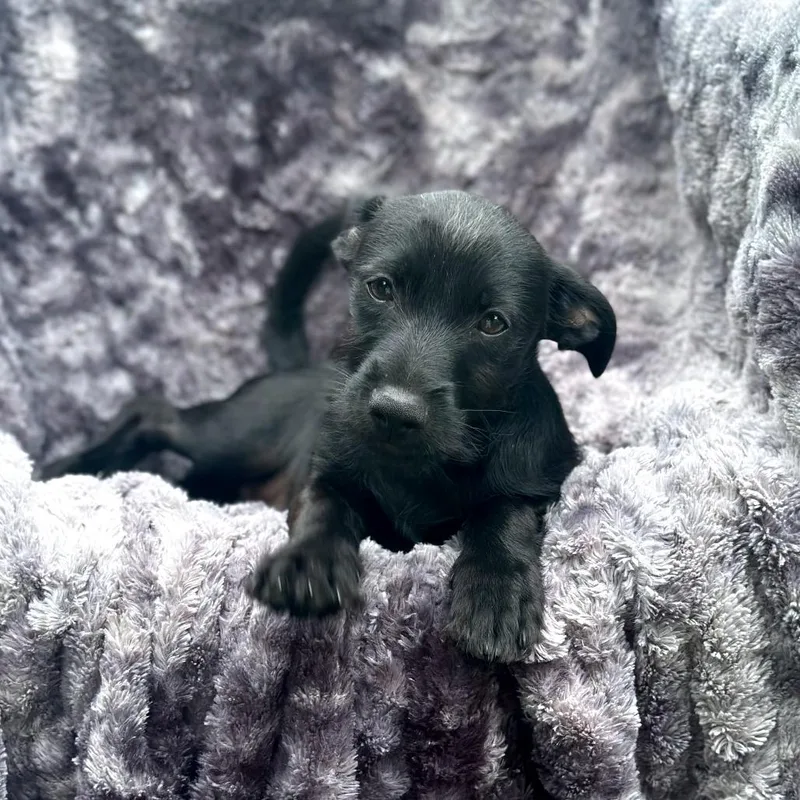 Indio