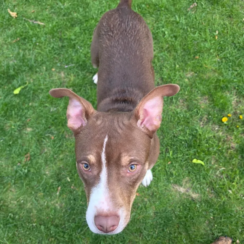 A young large-sized male Brown / Chocolate American Staffordshire Terrier dog named Gus for adoption in Ferndale, MI
