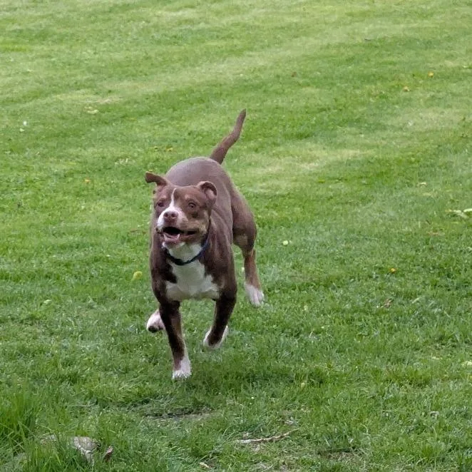 Gus thumbnail 5