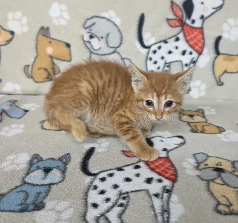 A baby medium-sized male Tabby (Orange / Red) American Shorthair cat named Opie for adoption in Dallas, GA