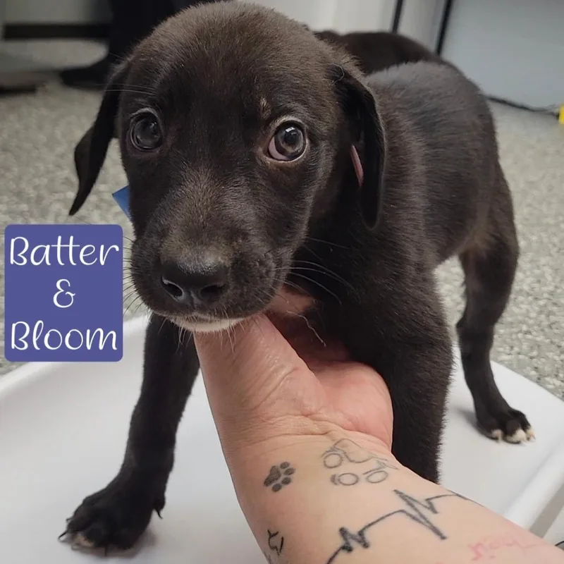 A baby small-sized female Black Shepherd dog named Batter & Bloom for adoption in Parkersburg, WV