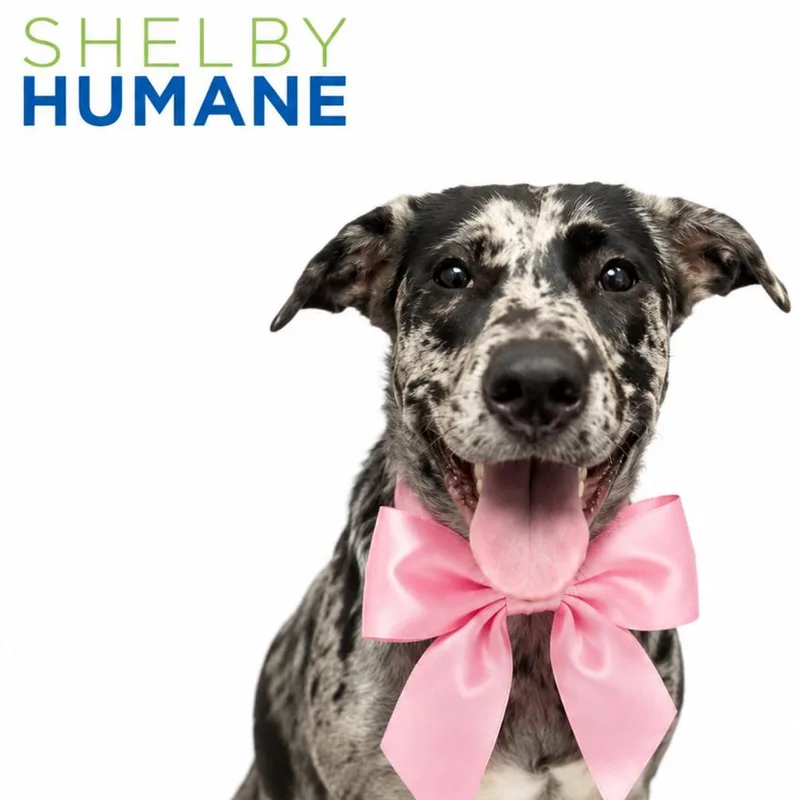 A young medium-sized female Gray / Blue / Silver Mixed Breed dog named Roseatte for adoption in Columbiana, AL