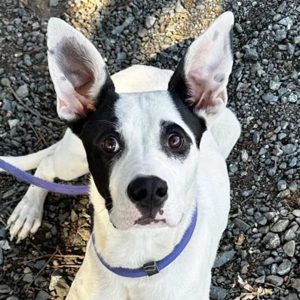 A young medium-sized male American Staffordshire Terrier dog named Joshua for adoption in Walnut Creek, CA