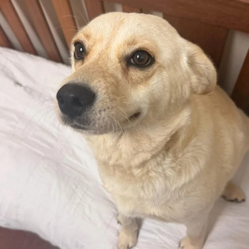 An adult medium-sized female Yellow / Tan / Blond / Fawn Collie dog named Beluga for adoption in Hattiesburg, MS