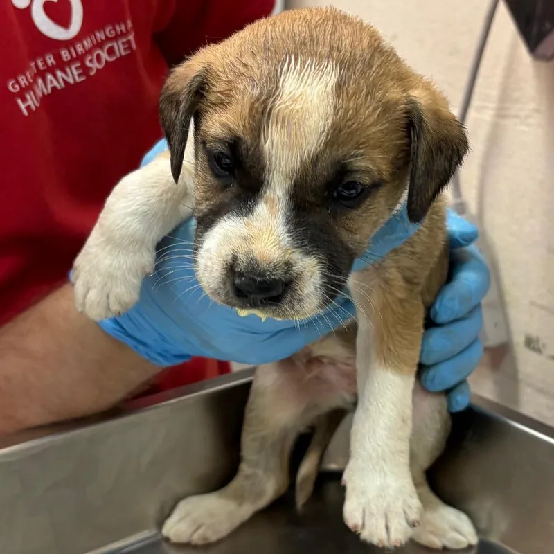 A baby small-sized male Red / Chestnut / Orange Terrier dog named Terry for adoption in Birmingham, AL
