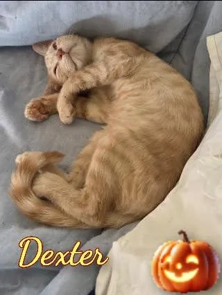 Dexter