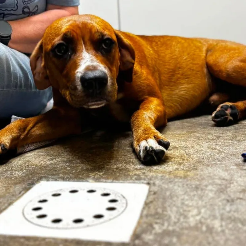 A young medium-sized male Retriever dog named Car for adoption in Shinnston, WV