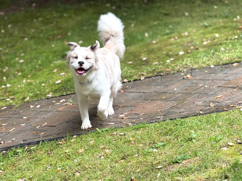An adult medium-sized male Apricot / Beige Husky dog named Levi for adoption in Prince Frederick, MD