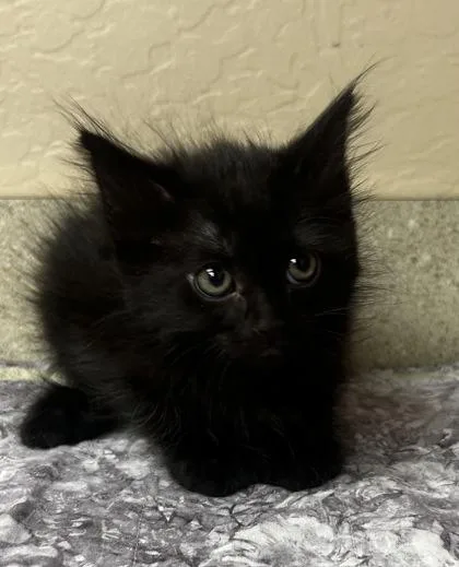 A baby small-sized female Domestic Short Hair cat named Melody for adoption in Phoenix, AZ