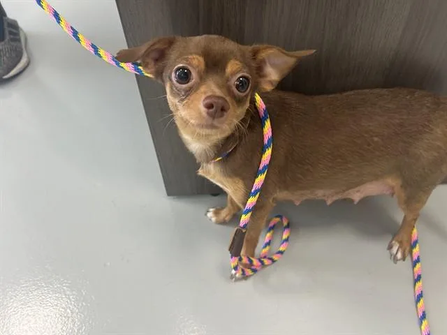 A young small-sized female Chihuahua dog named Butter Cream for adoption in Ocala, FL