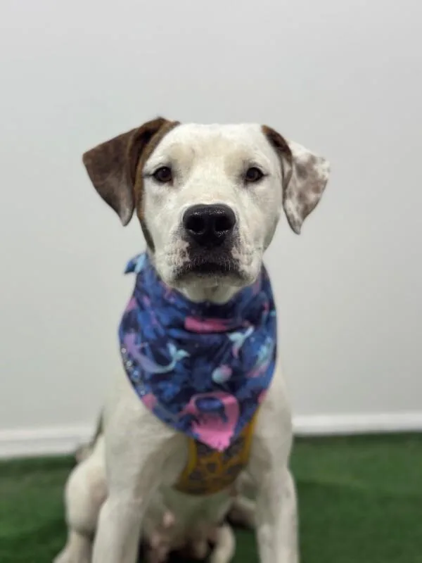 A young medium-sized female White / Cream Pit Bull Terrier dog named Victoria for adoption in Carlsbad, CA