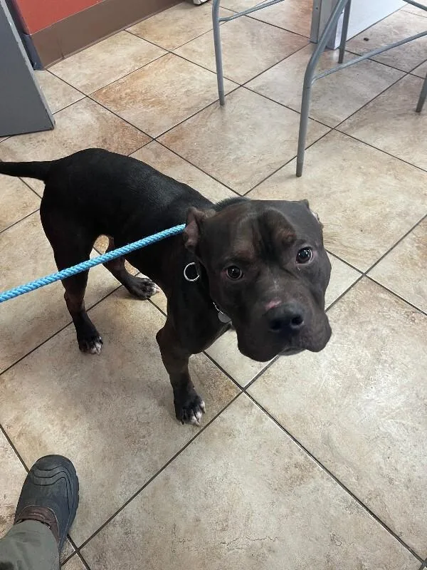 An adult medium-sized male Brown / Chocolate Mixed Breed dog named Ryan for adoption in Cincinnati, OH