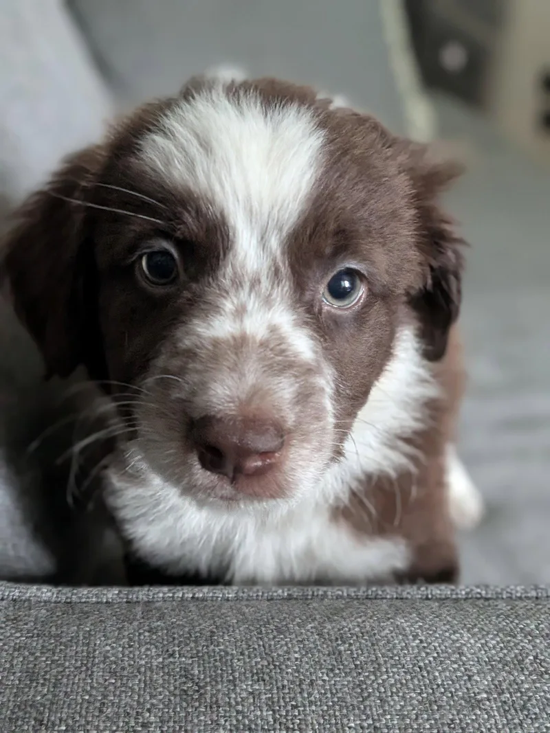 A baby large-sized male Australian Shepherd dog named Limelight for adoption in Newport, KY
