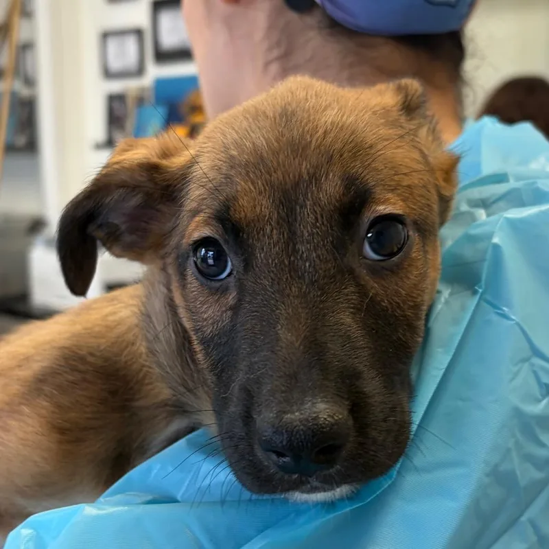 A baby small-sized female Brown / Chocolate Black Mouth Cur dog named Plum for adoption in Nashville, TN