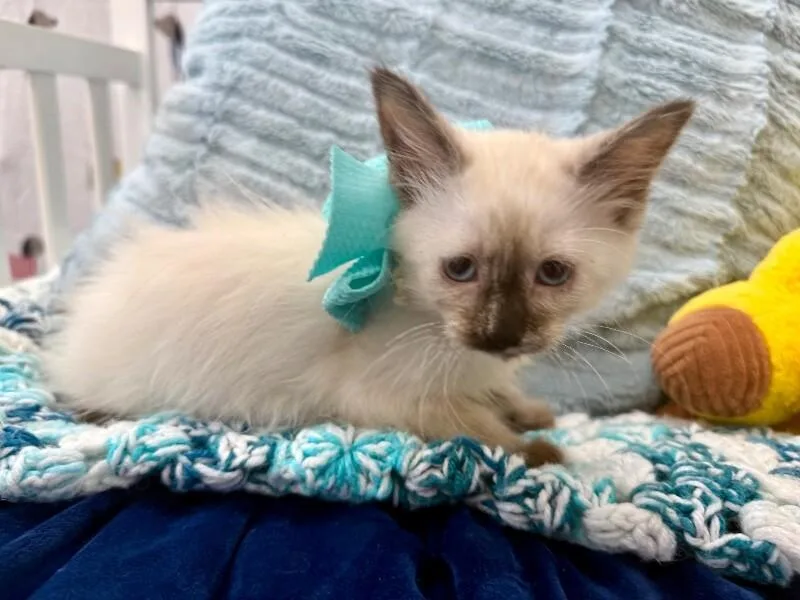 Cece Meowsers thumbnail 2