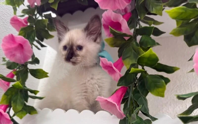 Cece Meowsers thumbnail 3