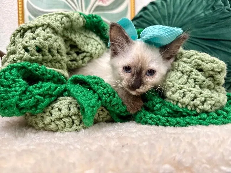 Cece Meowsers thumbnail 4