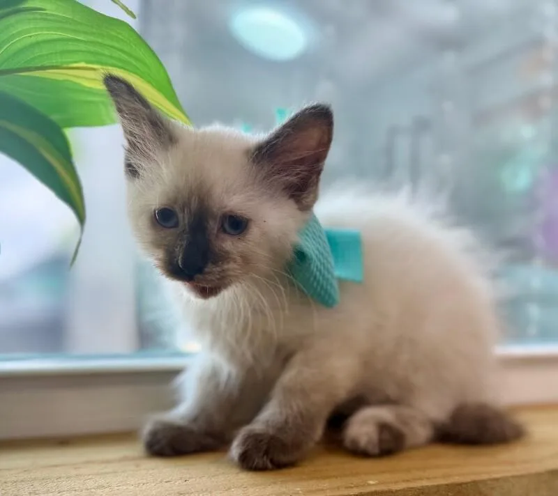 Cece Meowsers thumbnail 5