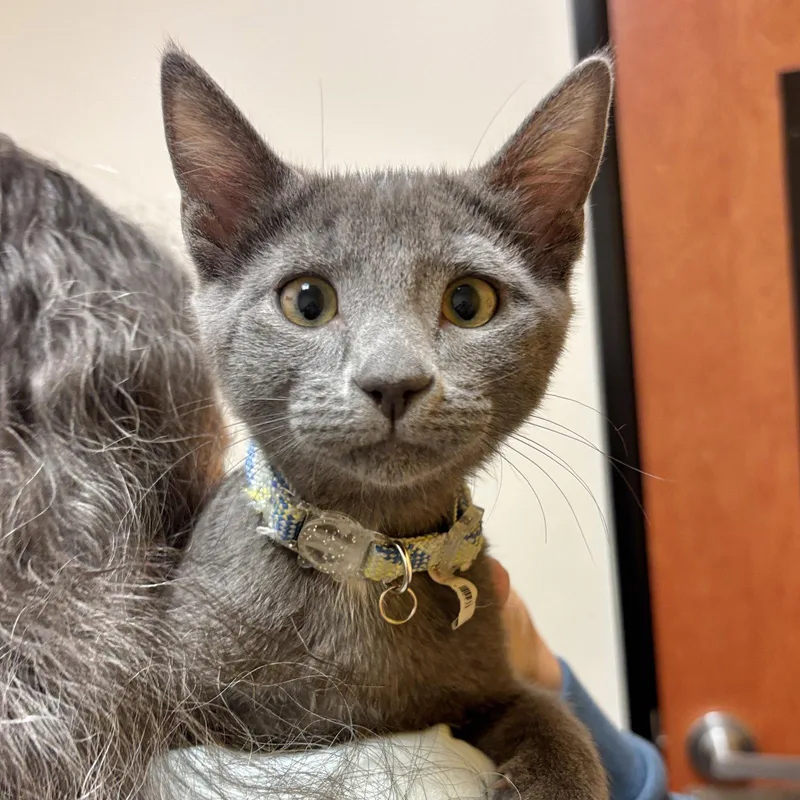 A baby medium-sized male Gray / Blue / Silver Domestic Long Hair cat named Smoke for adoption in Sonora, CA