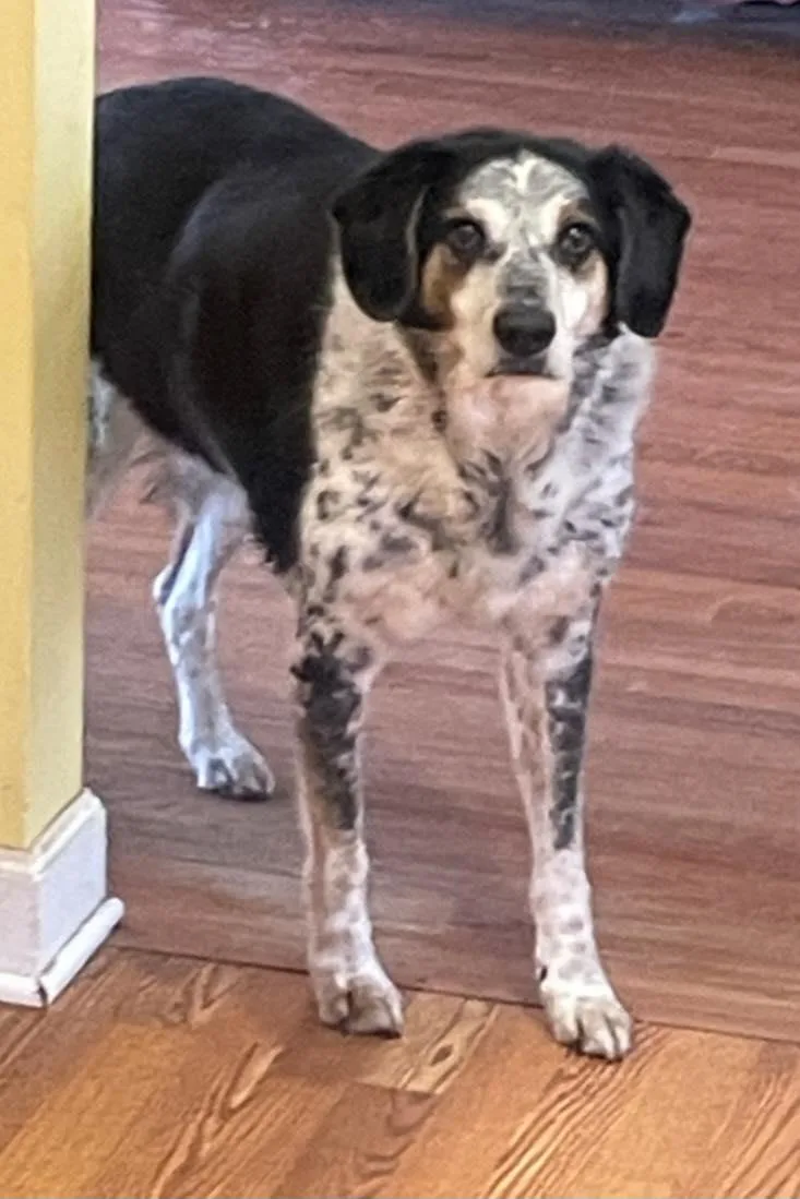 A senior medium-sized male Pointer dog named Oakley & Sheriff for adoption in Mendham, NJ