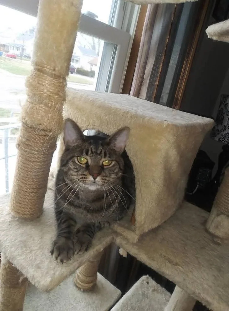 An adult large-sized male Brown / Chocolate Domestic Short Hair cat named Sammy for adoption in Lorain, OH