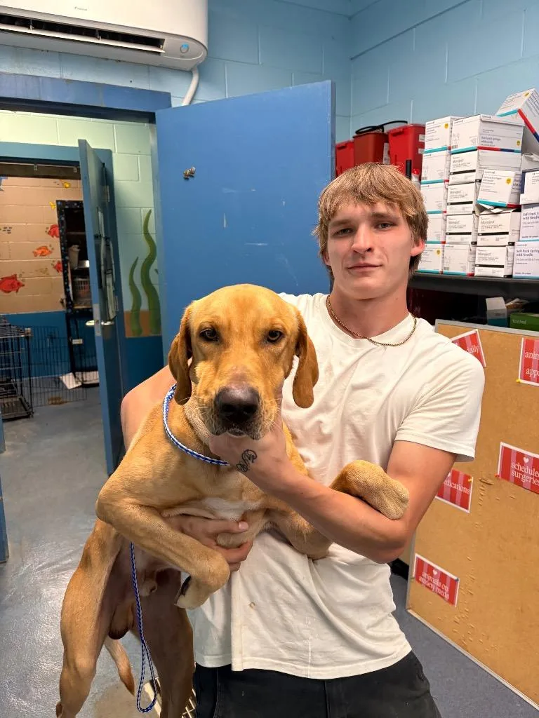 A young medium-sized male Mixed Breed dog named Francis for adoption in Effingham, SC