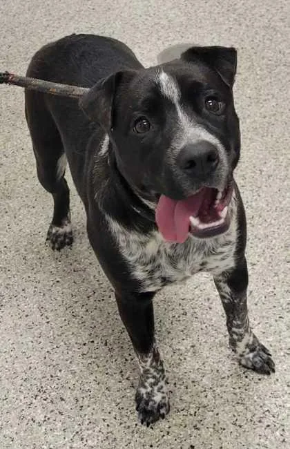 A young large-sized female Black Mixed Breed dog named Hannah Banana for adoption in Kansas City, MO