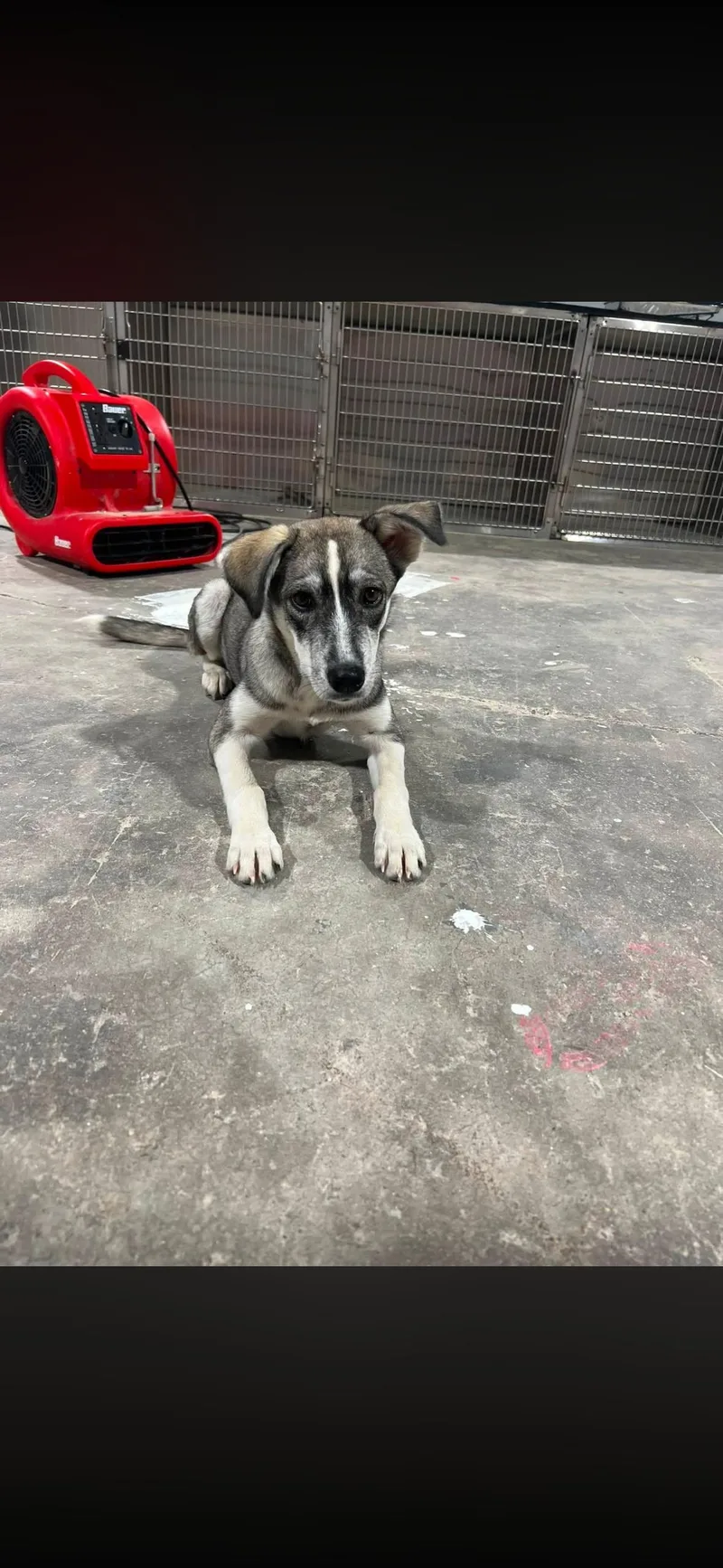 A baby medium-sized female Husky dog named Thelma for adoption in seaside heights, NJ