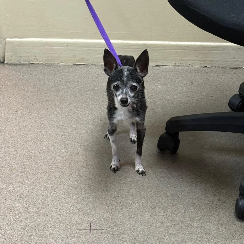 A senior small-sized female Black Chihuahua dog named Mia for adoption in Pasadena, CA